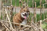CHIEN FINNOIS DE LAPONIE 170